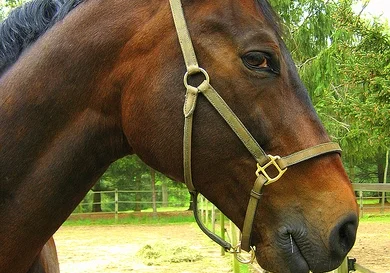 Horse pun side-eye.