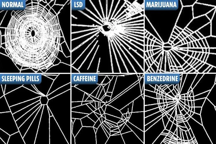 The spiders too ALL the drugs.
