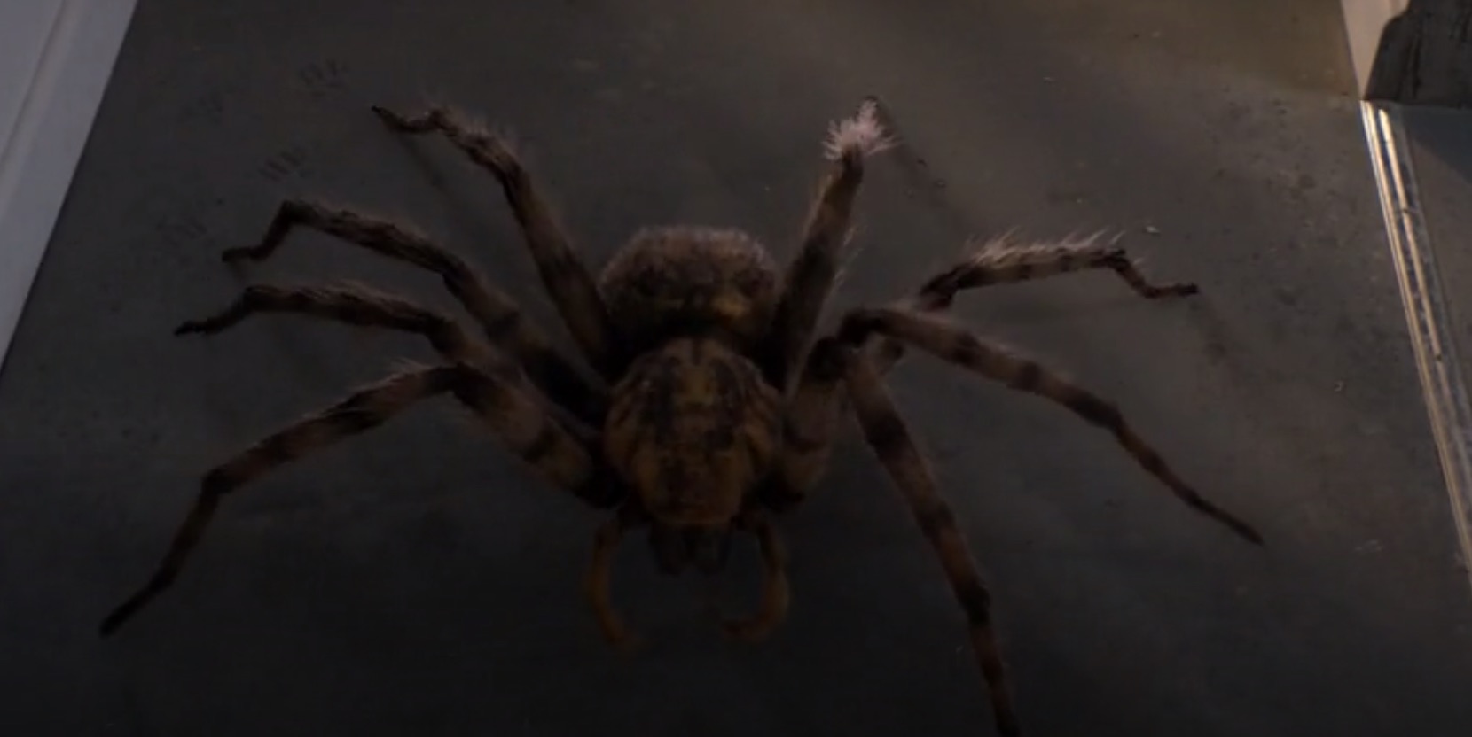 It’s a spider, man.