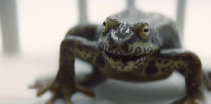 “I’m a figure of ribbit-cule!”