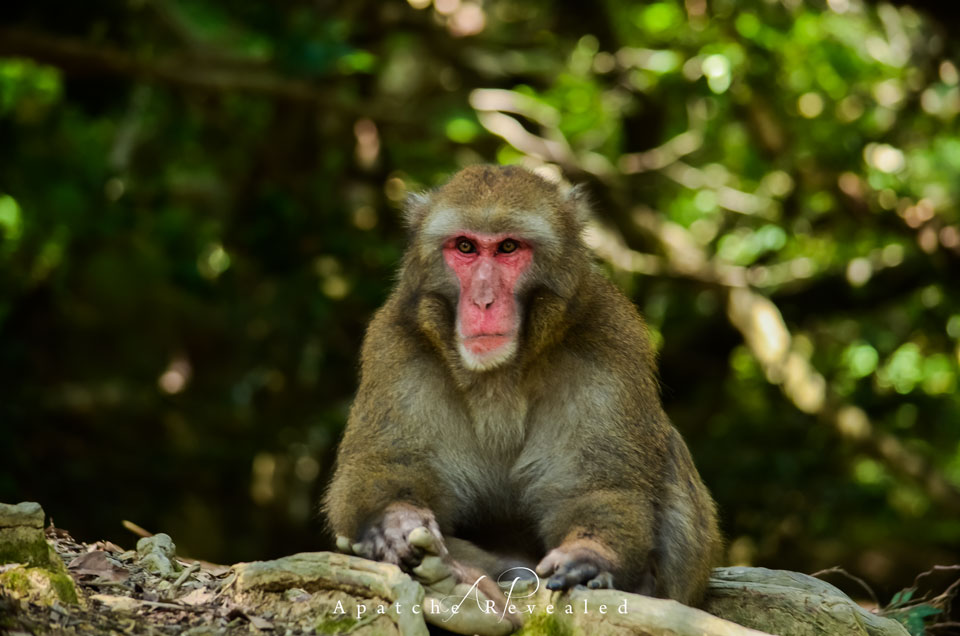 Arashiyama-monkey.jpg
