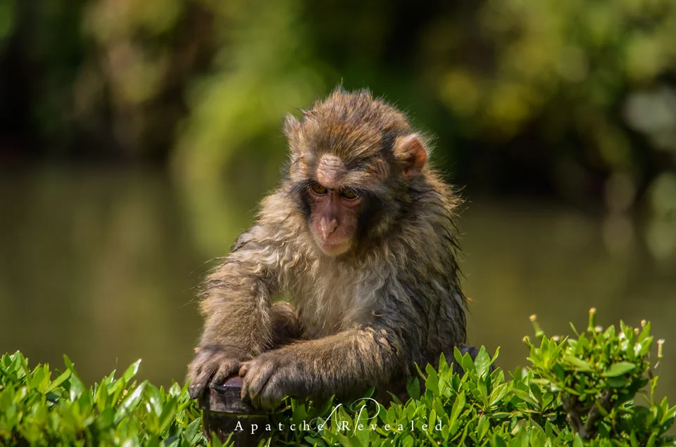 Snow Monkey