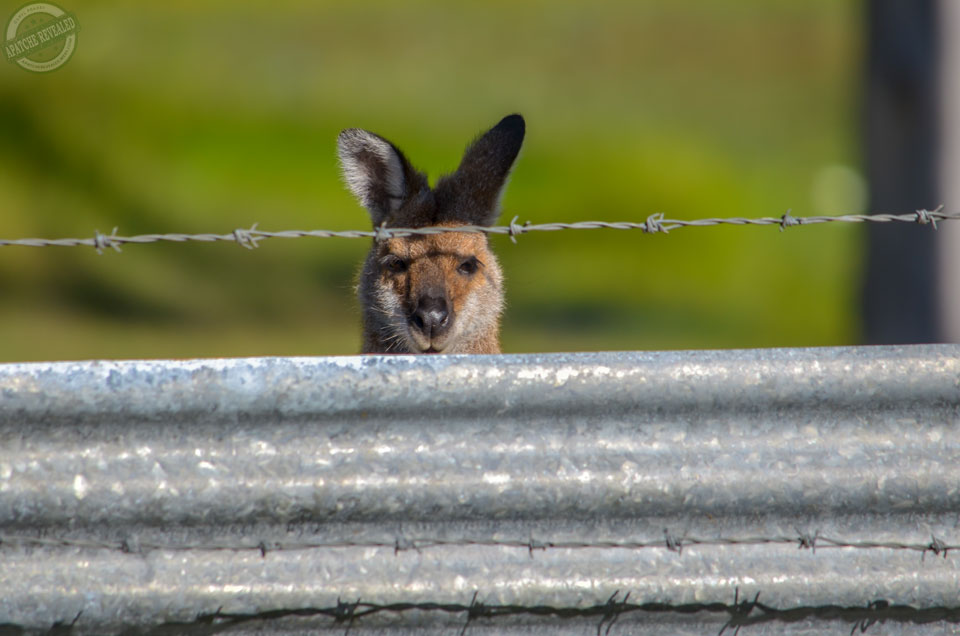 Can I come in?