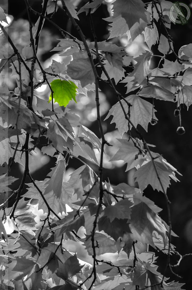 Green-Leaf.jpg
