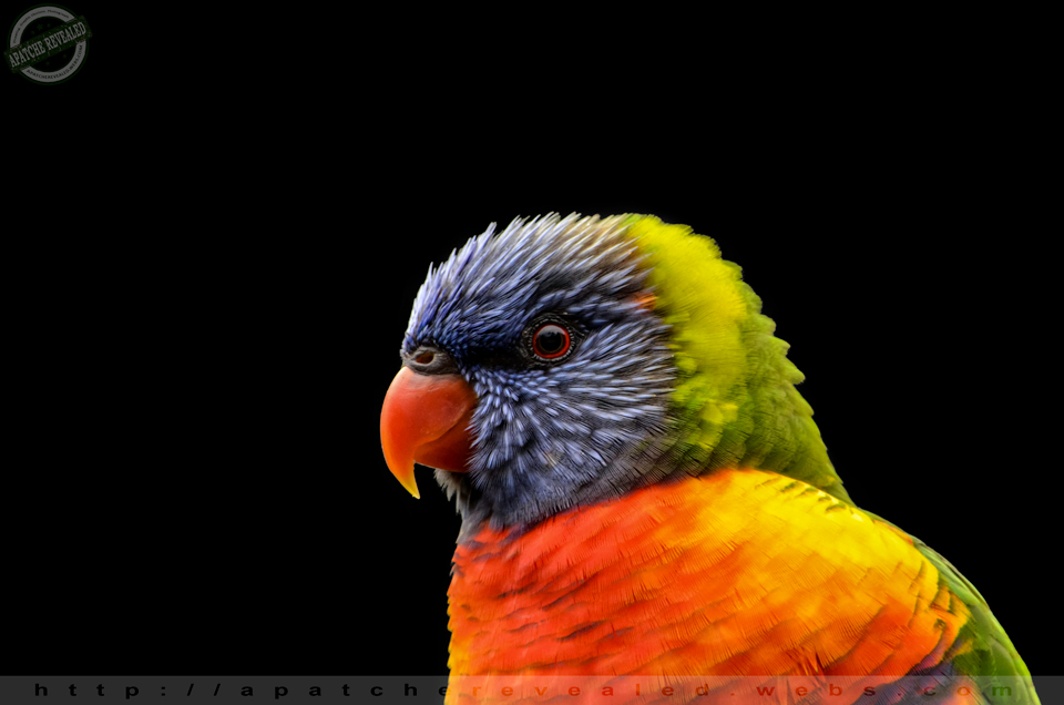 Lorikeet 