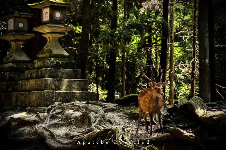 Nara Deer park
