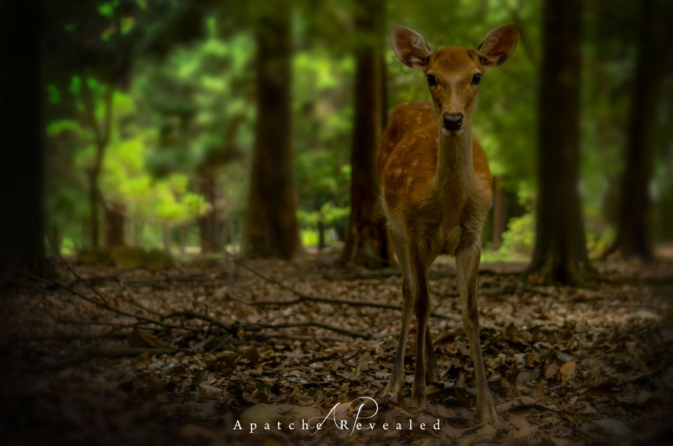 Nara-Deer-woods.jpg