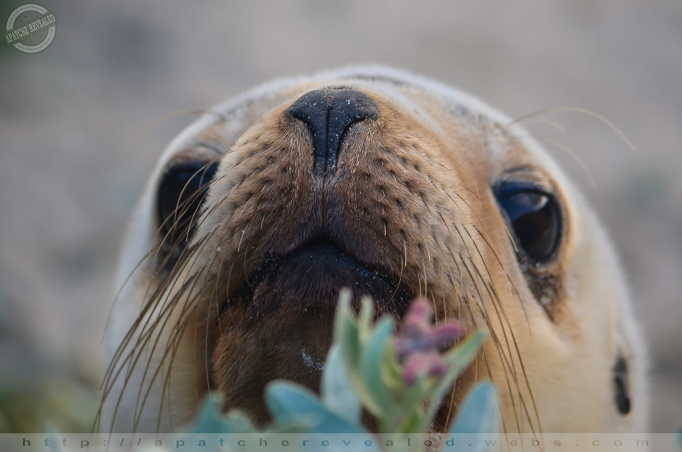 Seal