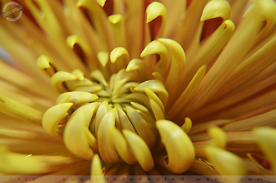 Yellow-Flower-2.jpg