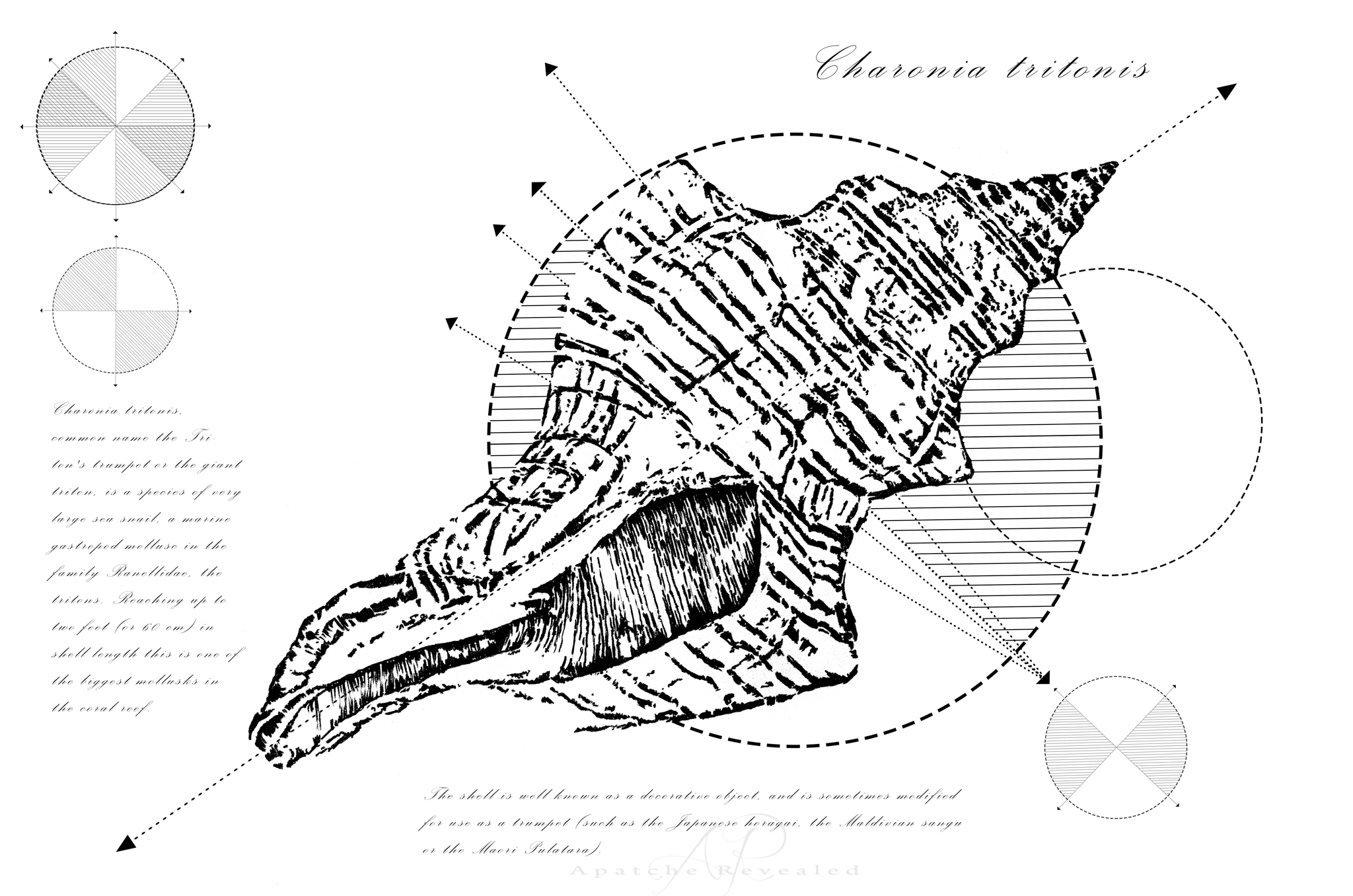 Geometry of a Charonia tritonis