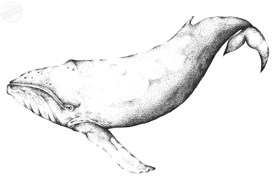 Whale