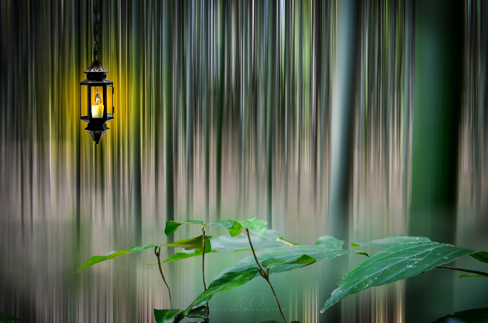 Bamboo Forest.jpg