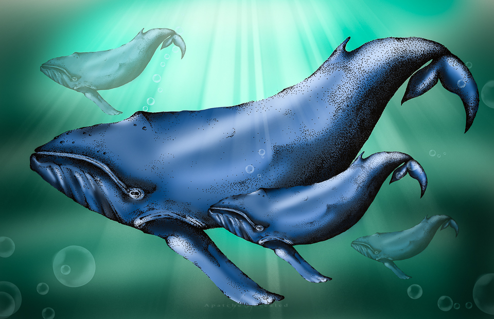 Whales Colour.jpg