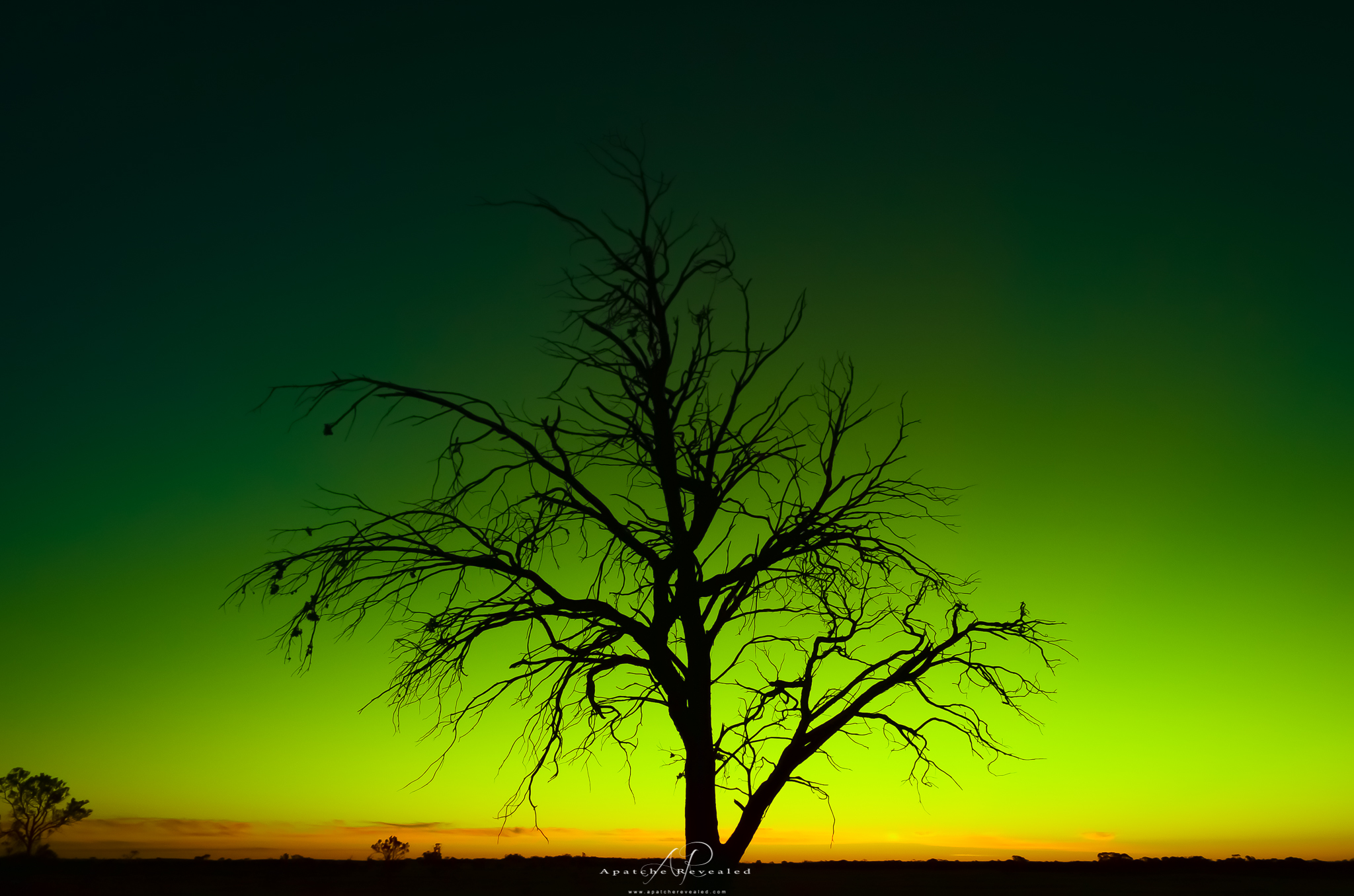 The Outback Tree 