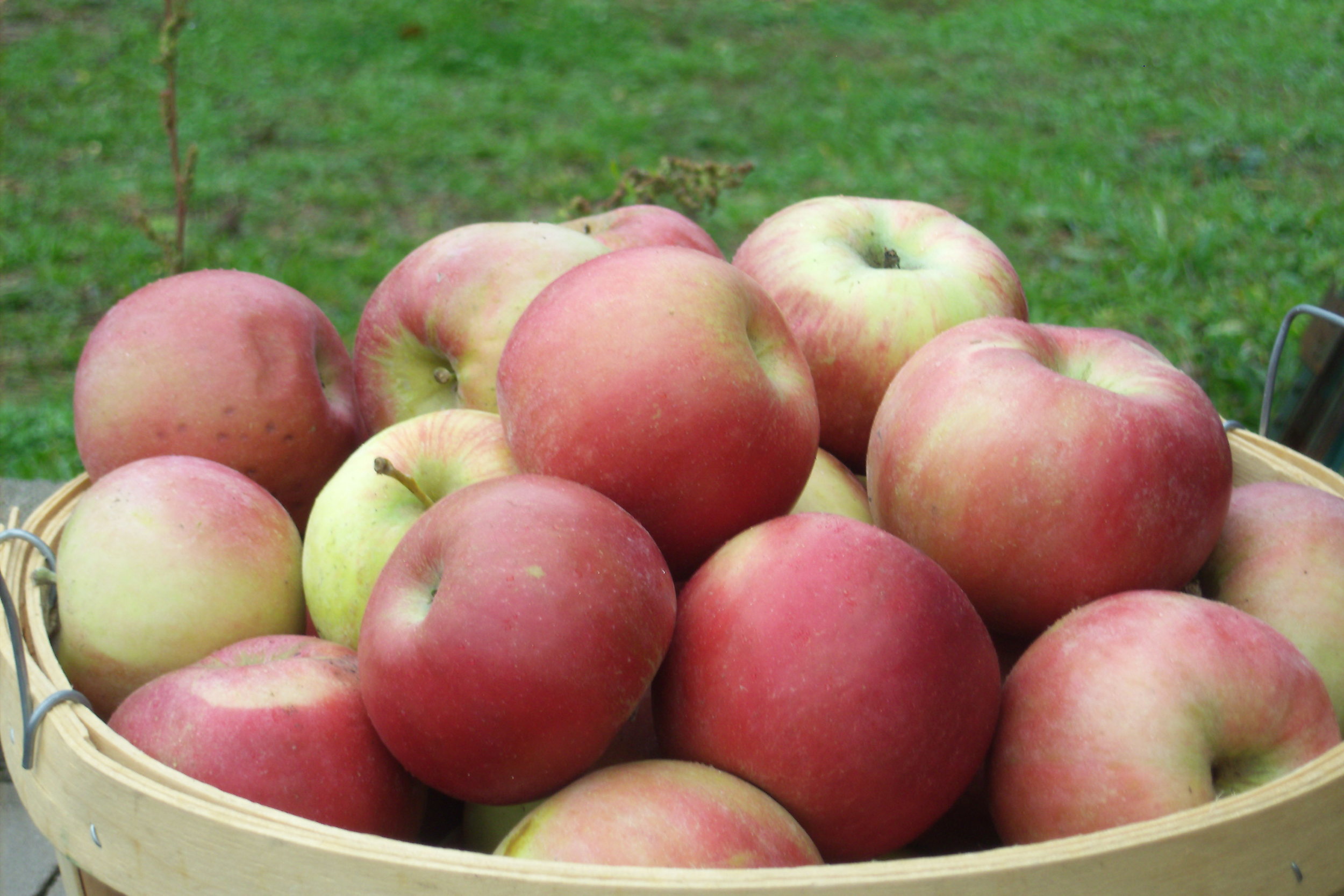   What We're Picking   Curious what's making it's way off the trees and onto the stand right now? Read here about our current varieties of apples, peaches, tomatoes, and more!   Click Here  