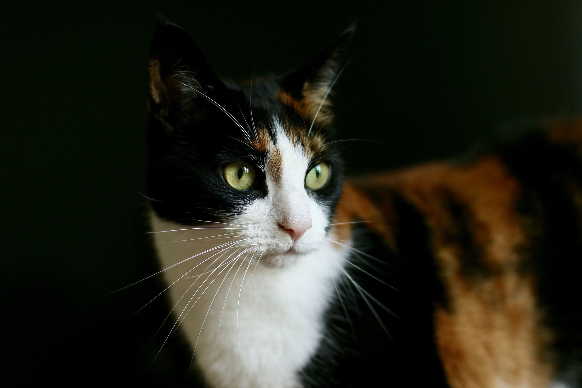 pet-care-battersea-clapham-22000.jpg