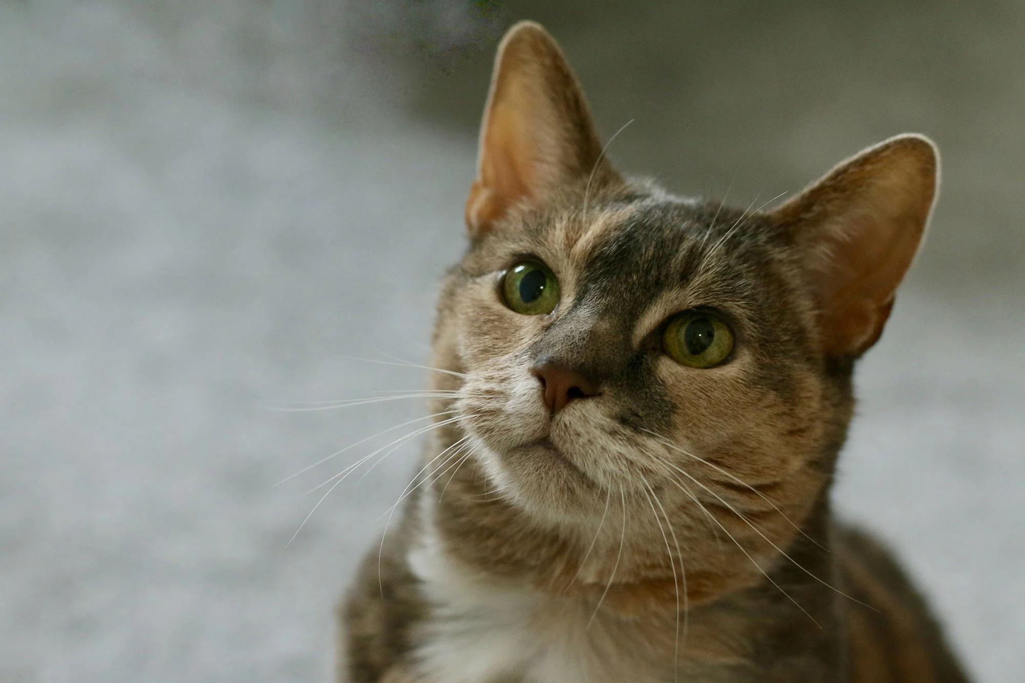 pet-care-battersea-clapham-42000.jpg