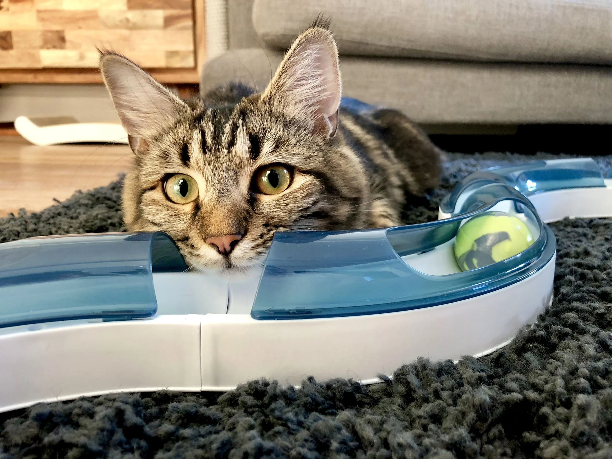 pet-care-battersea-clapham-52000.jpg