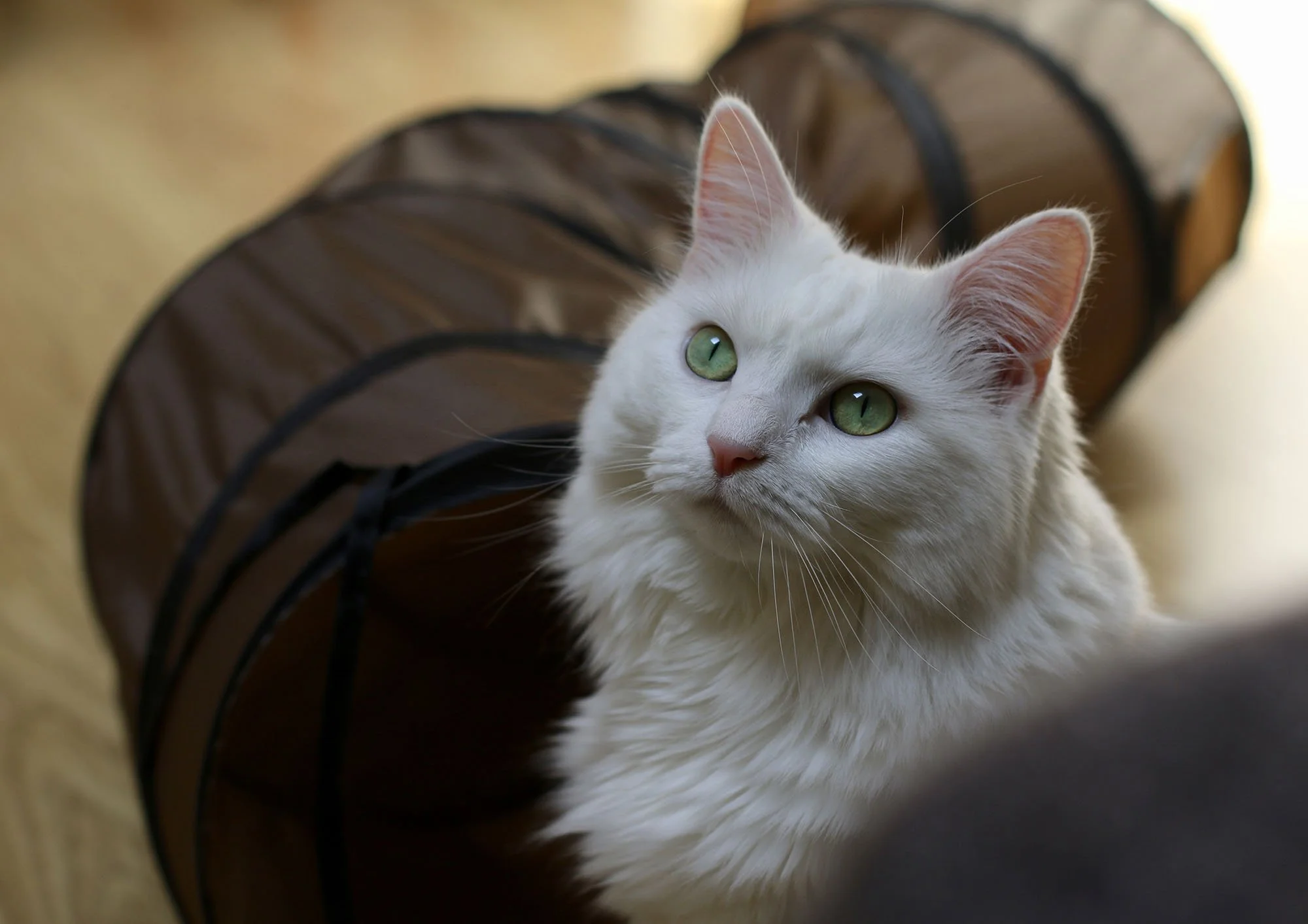 pet-care-battersea-clapham-72000.jpg