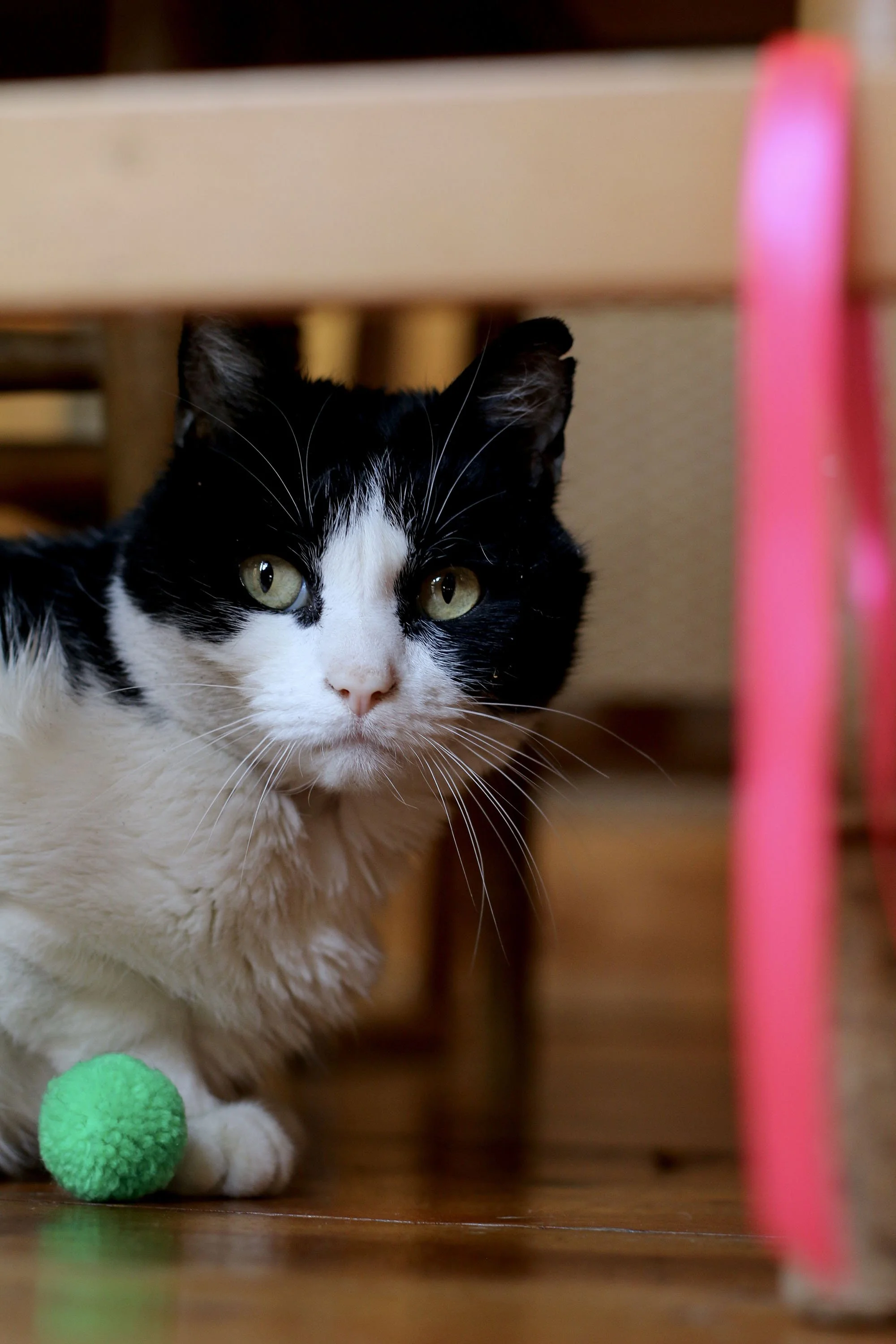 pet-care-battersea-clapham-62000.jpg