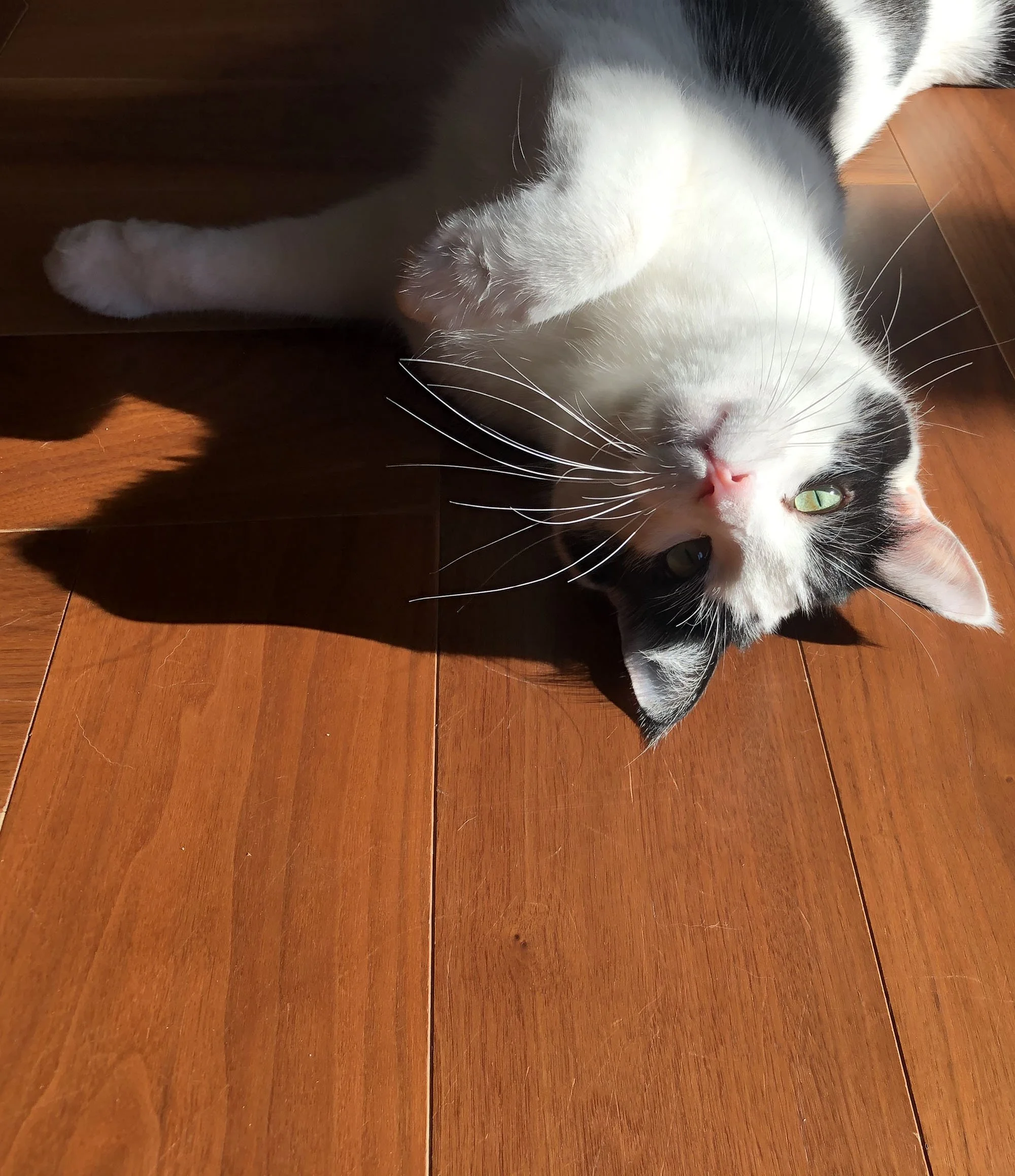pet-care-battersea-clapham-112000.jpg