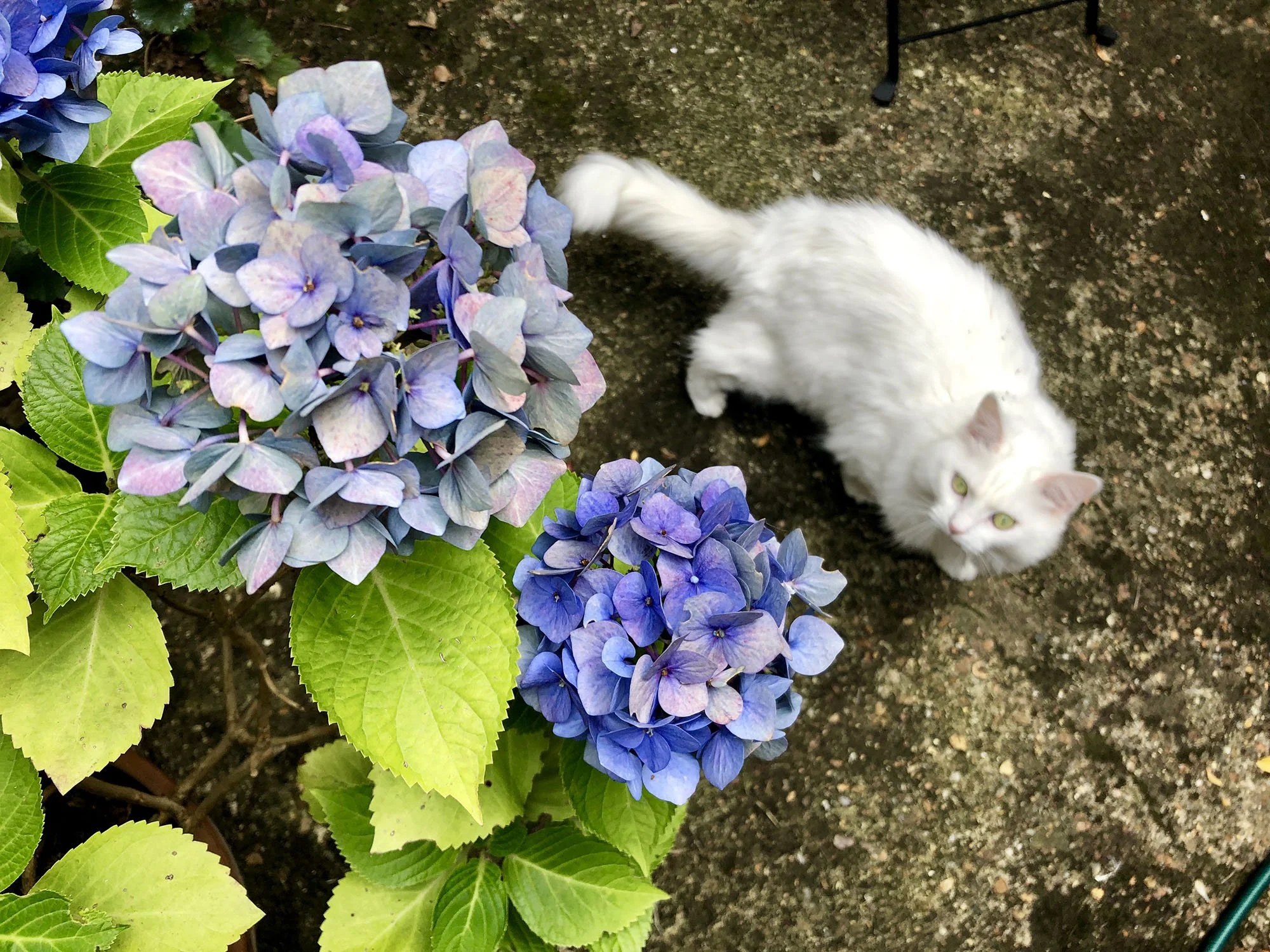 pet-care-battersea-clapham-132000.jpg