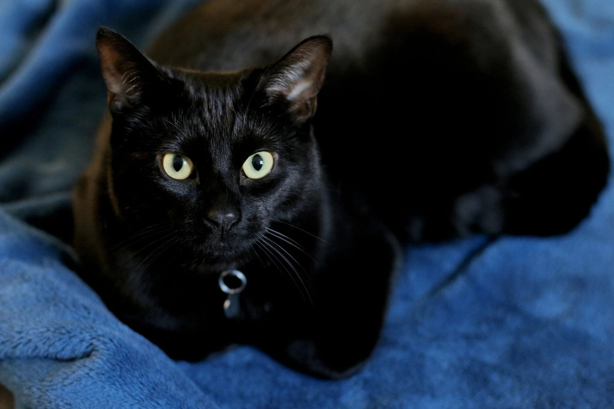 pet-care-battersea-clapham-162000.jpg