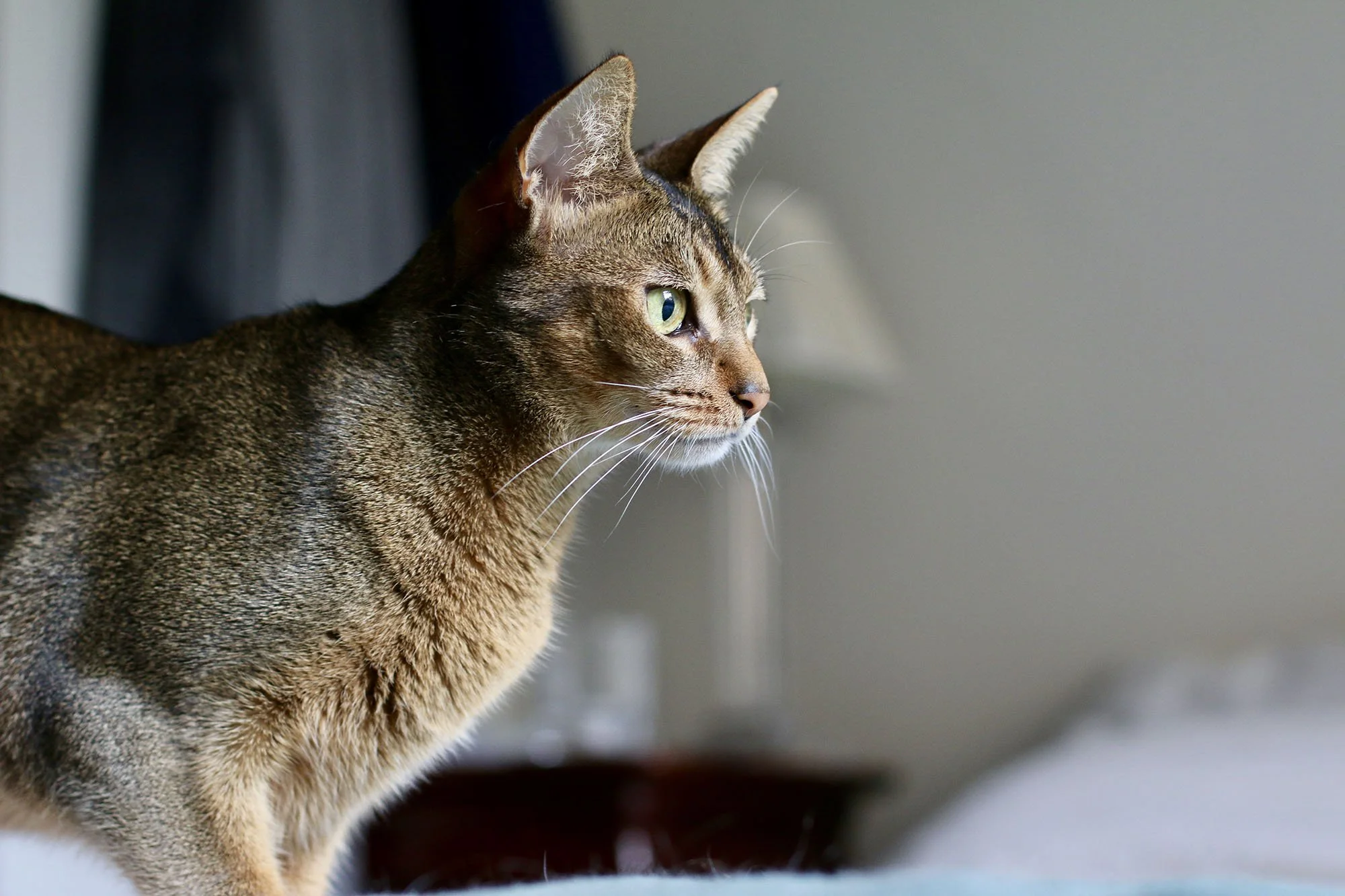 pet-care-battersea-clapham-182000.jpg