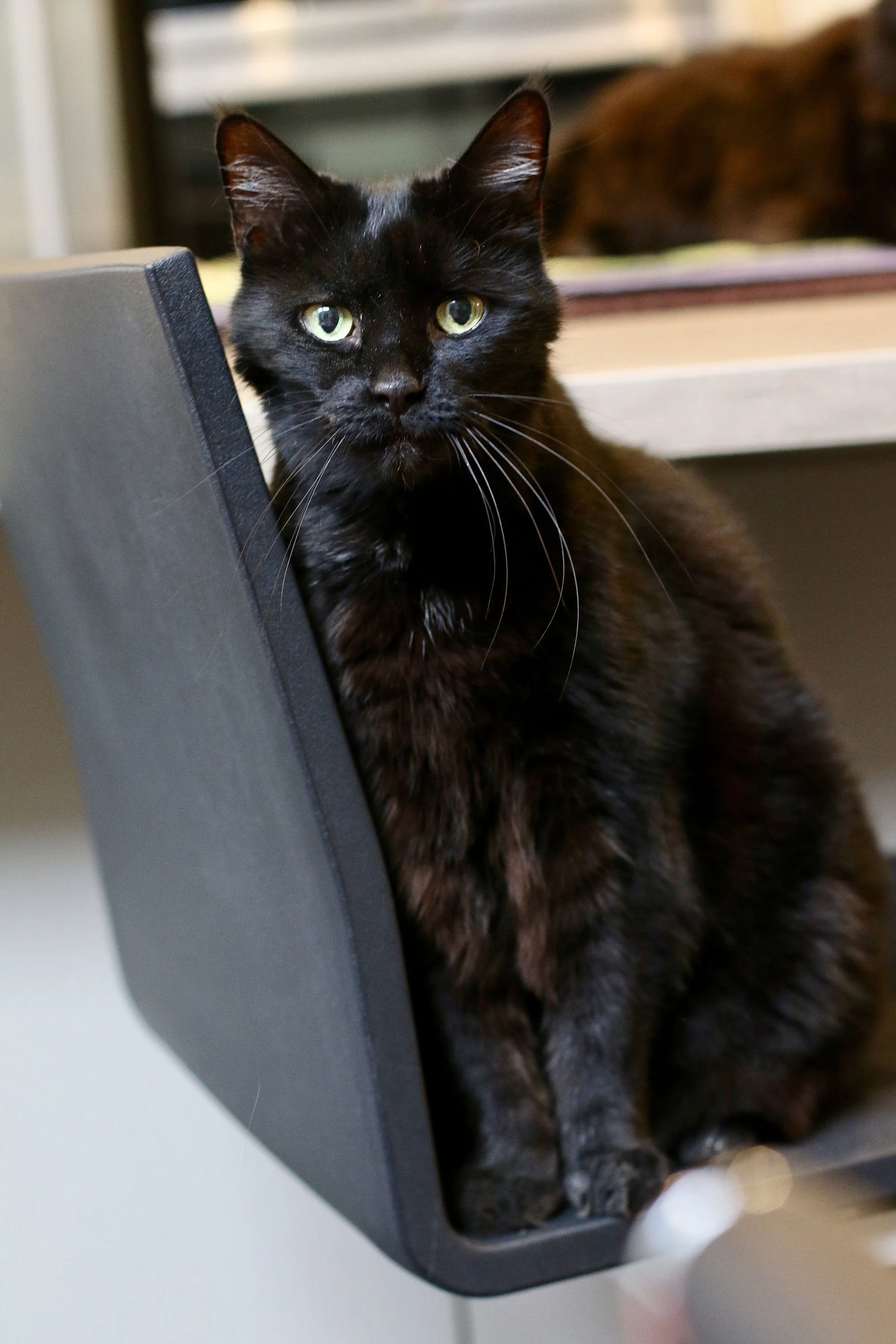 pet-care-battersea-clapham-192000.jpg