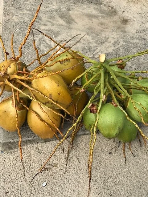 coconuts.JPG