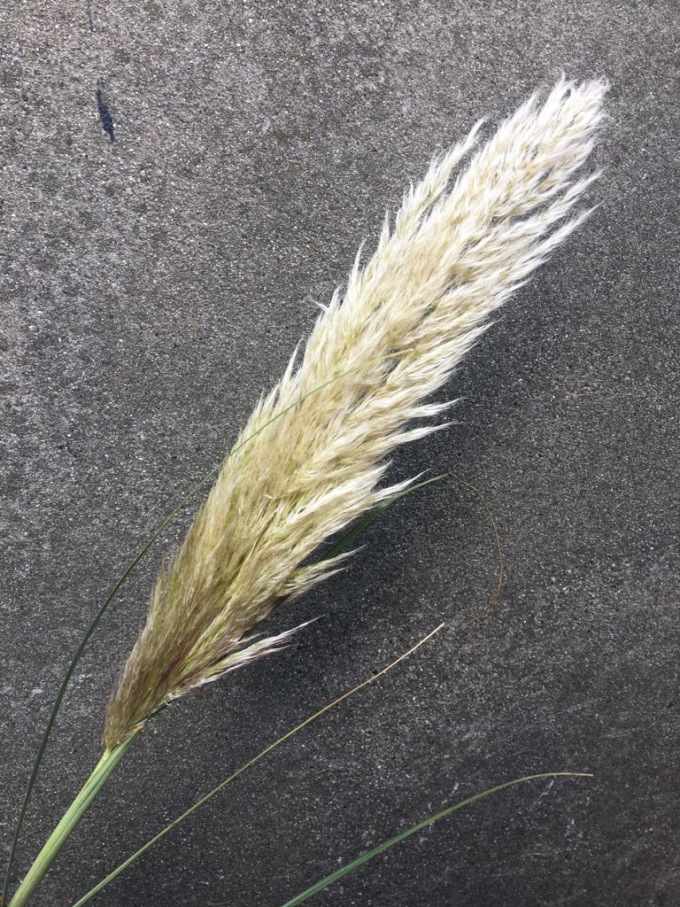 Pampas Grass.jpeg