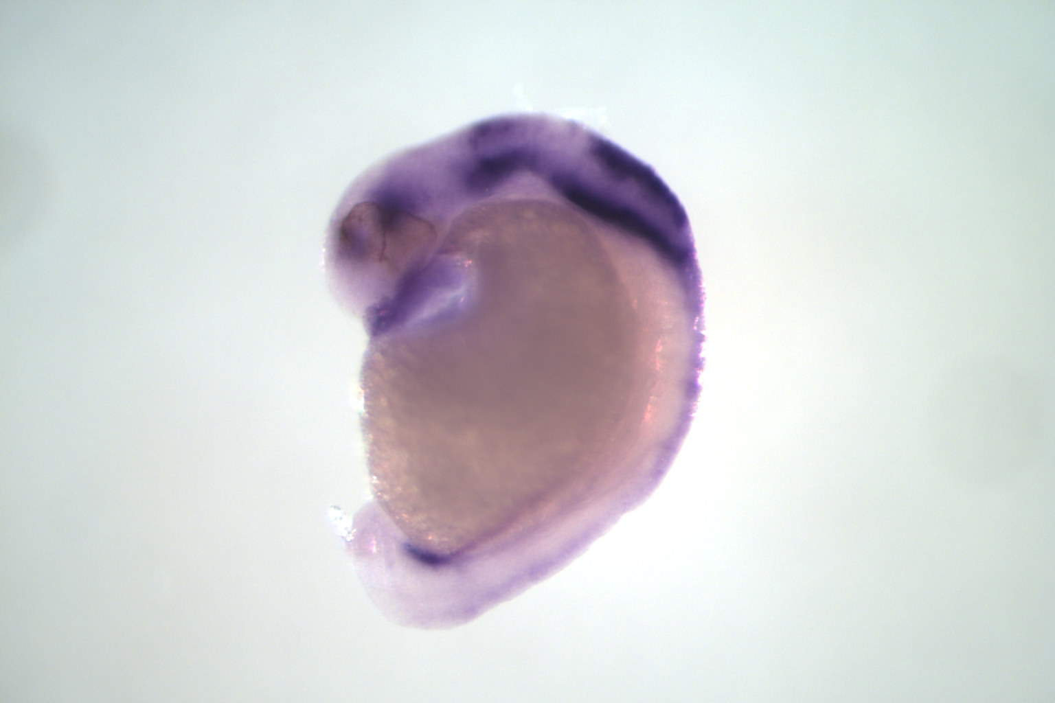 5march26_ap2a_ish_ap2a_c_mo_embryo4_ap2aish_lat_5.0_ch00_SV.png