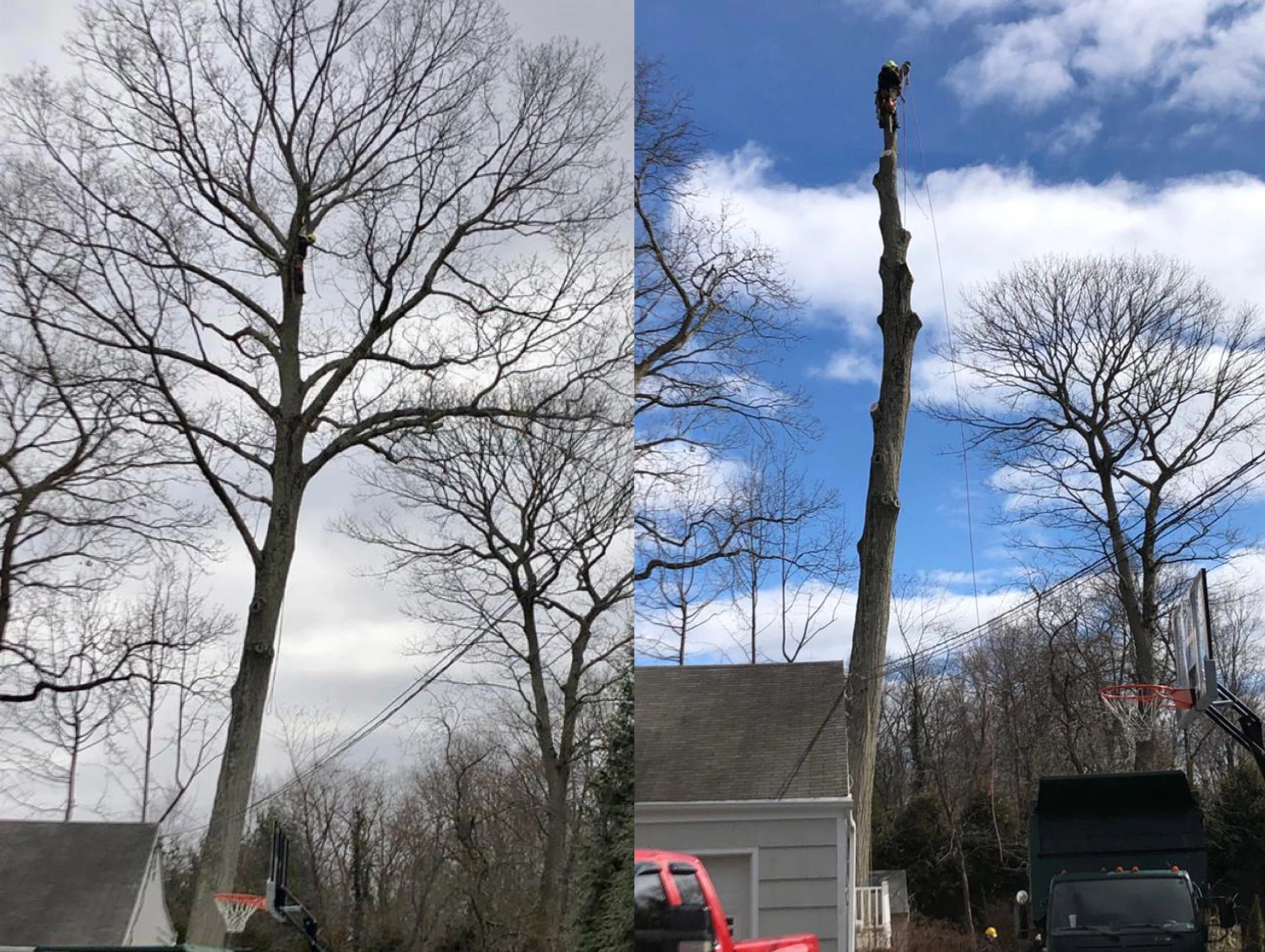 Guide to tree trimming and pruning in Connecticut
