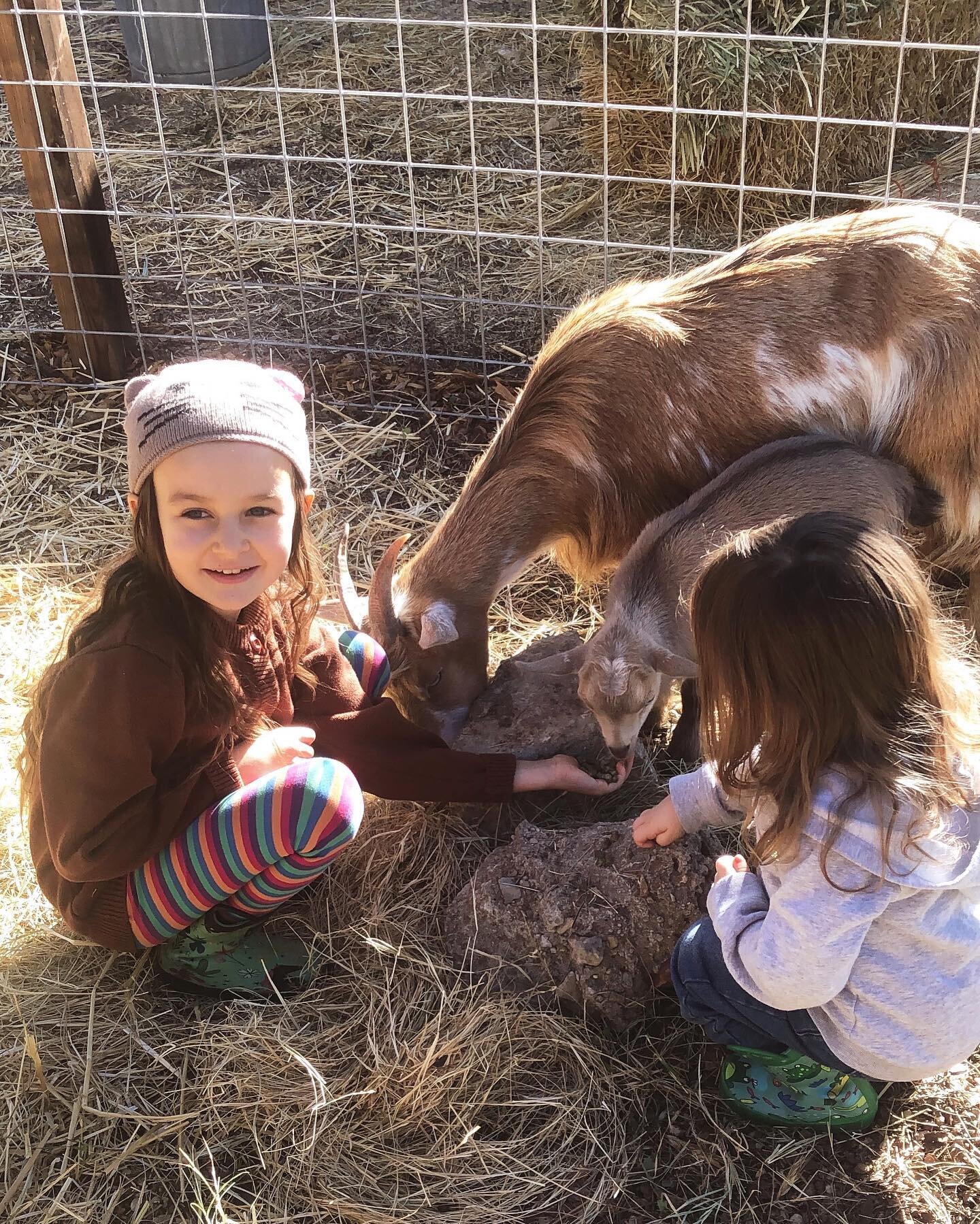 So happy to have these sweet goats on our little homestead. We are building relationships, learning responsibility, and becoming self sufficient.  #atxhomestead #oneacrehomestead #homesteadkids