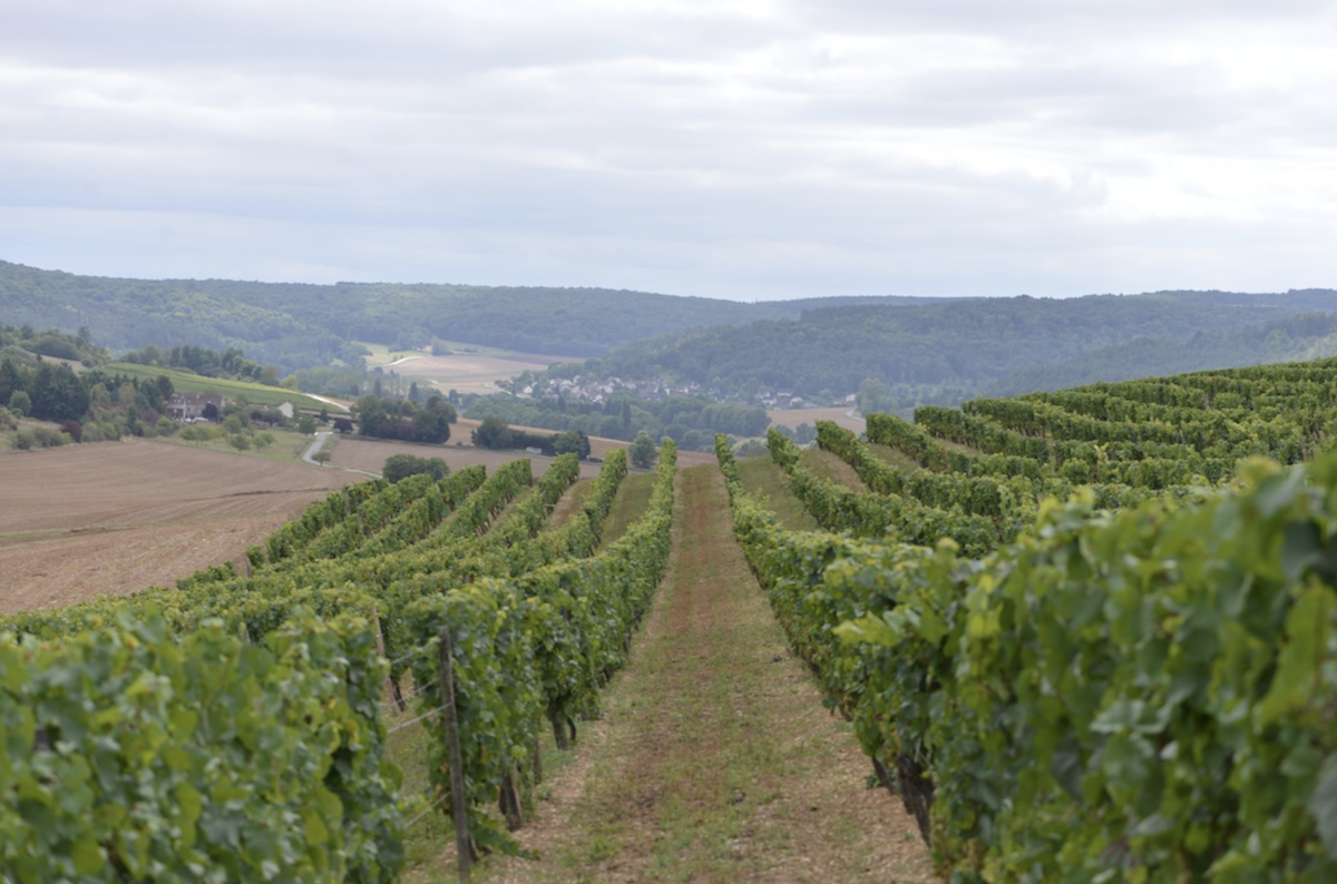 View from the Winery