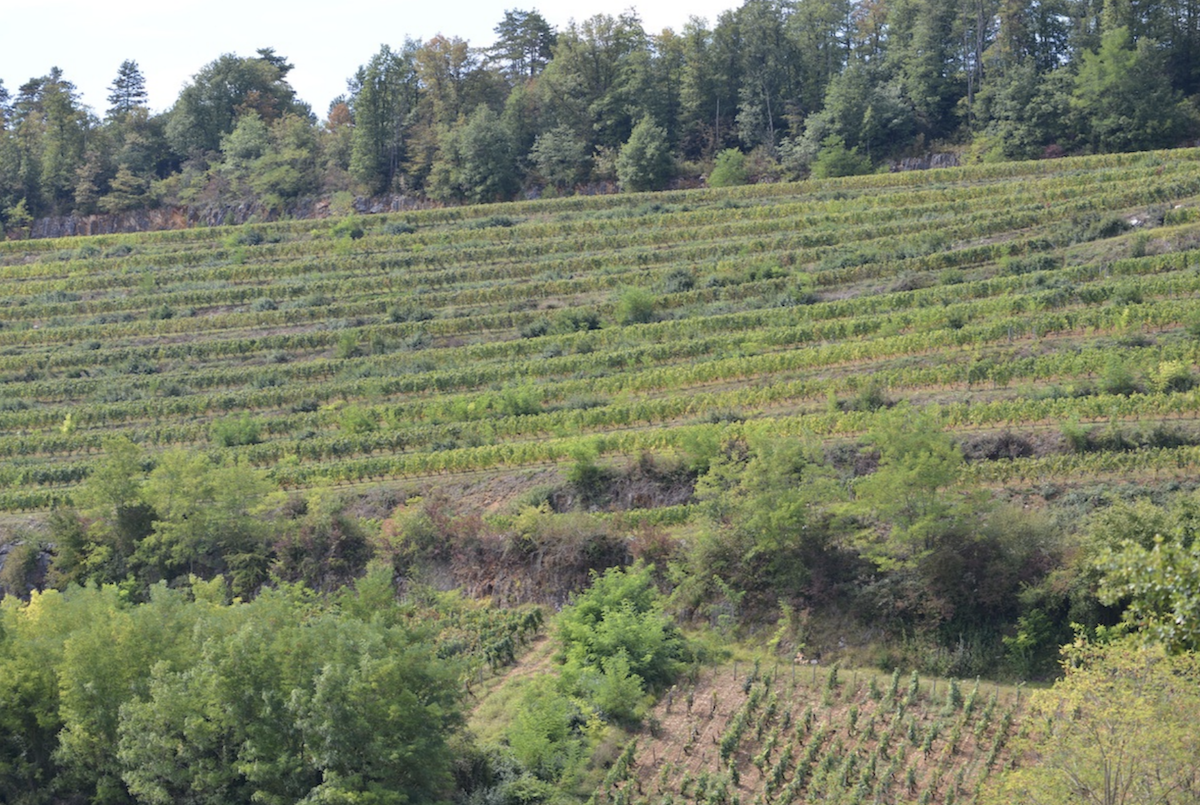 The Vineyard Les Terrasses des Vallerots, Nuits St Georges