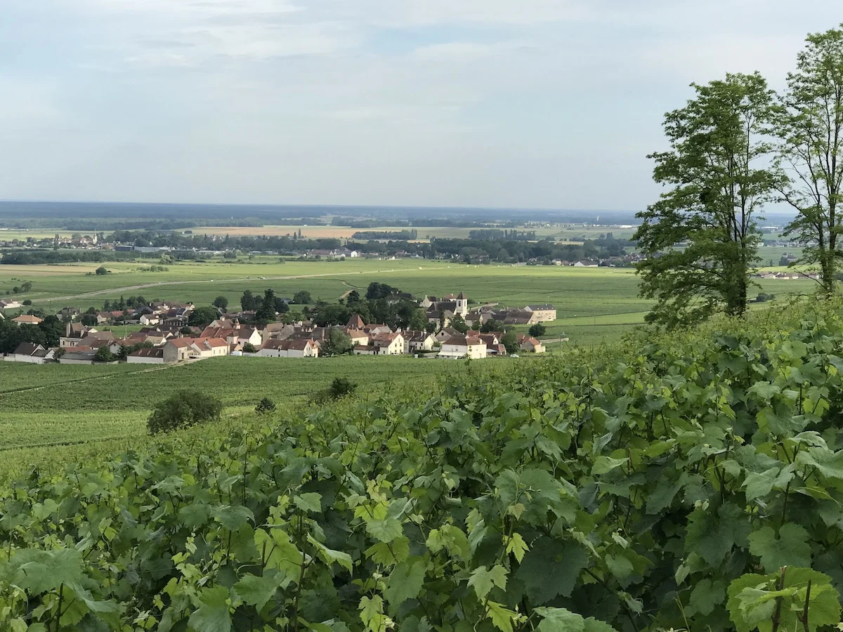Morey St Denis