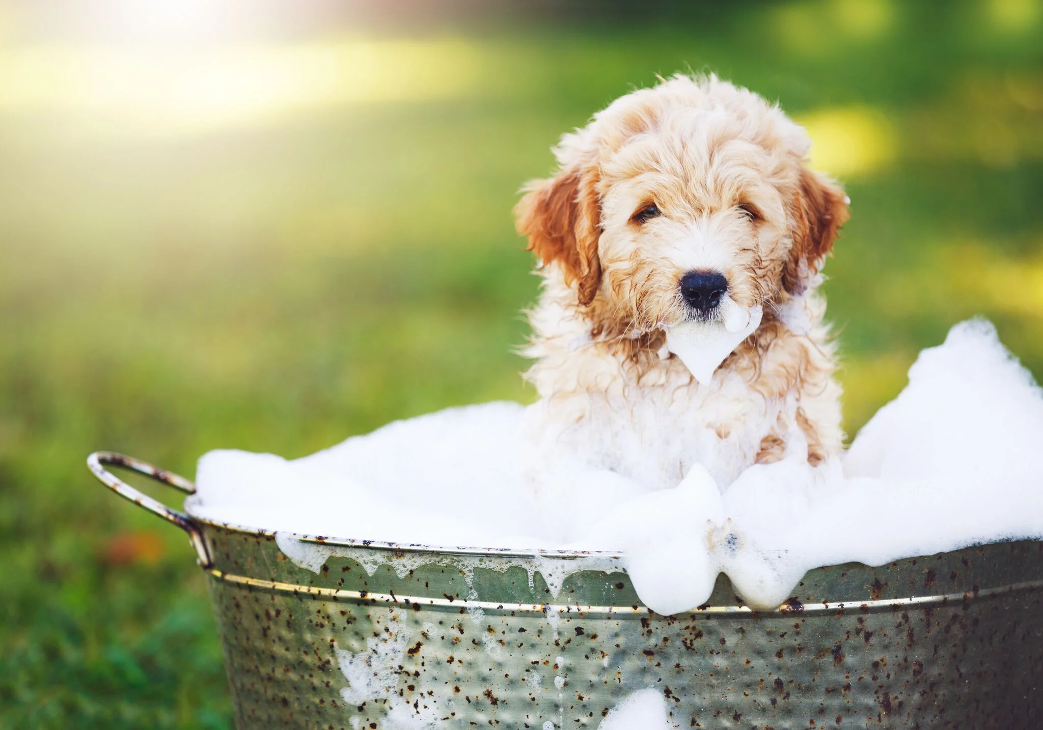 Dining for Dollars | Weber's Pet Supermarket