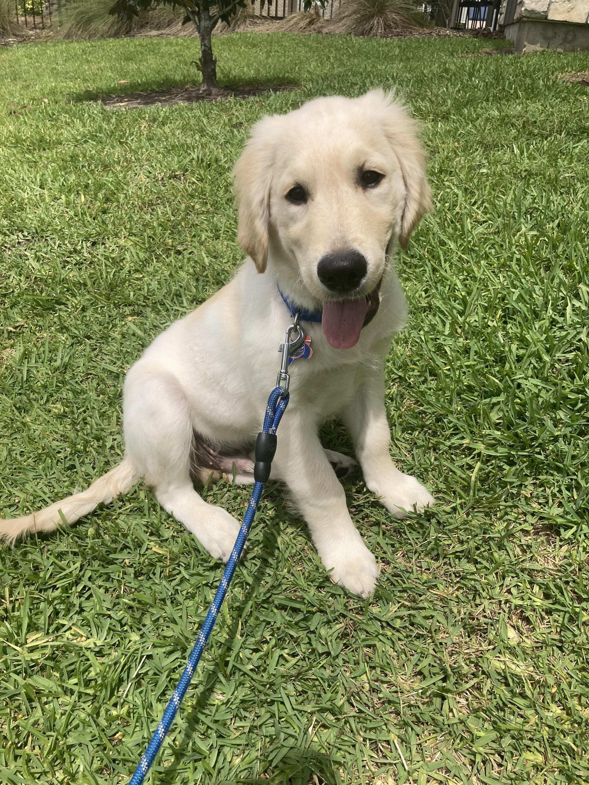 golden retriever training client winter park college park baldwin park pet sitter dog walker