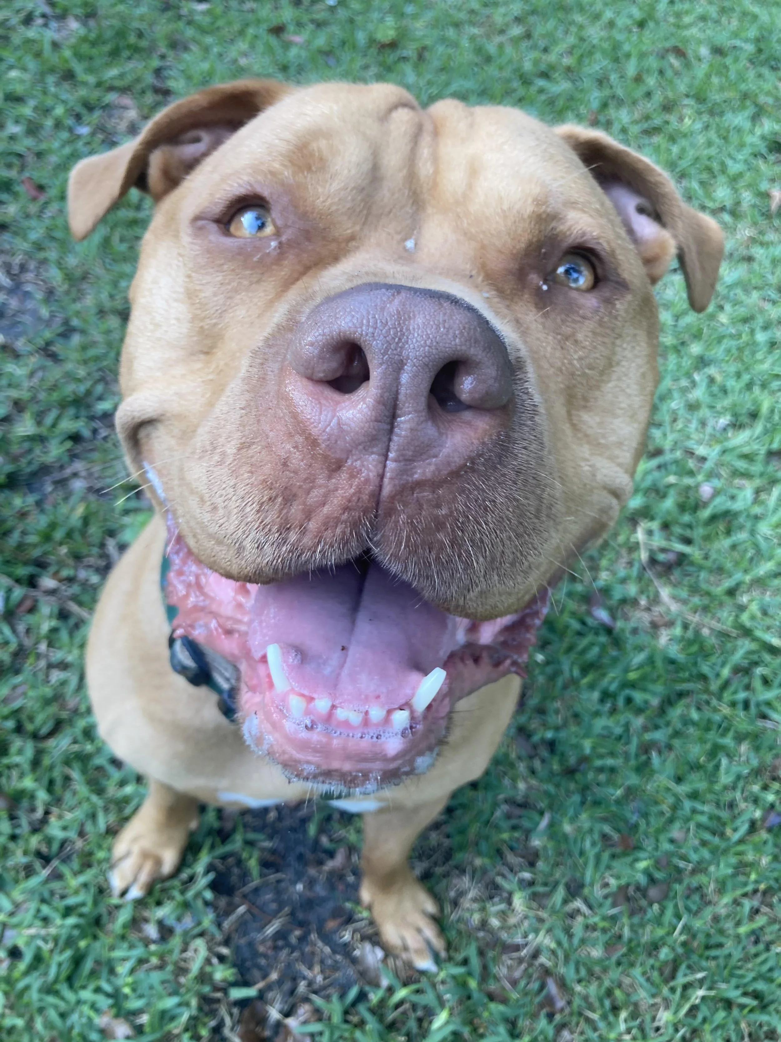 pitbull rescue dog pet sitting dog walking
