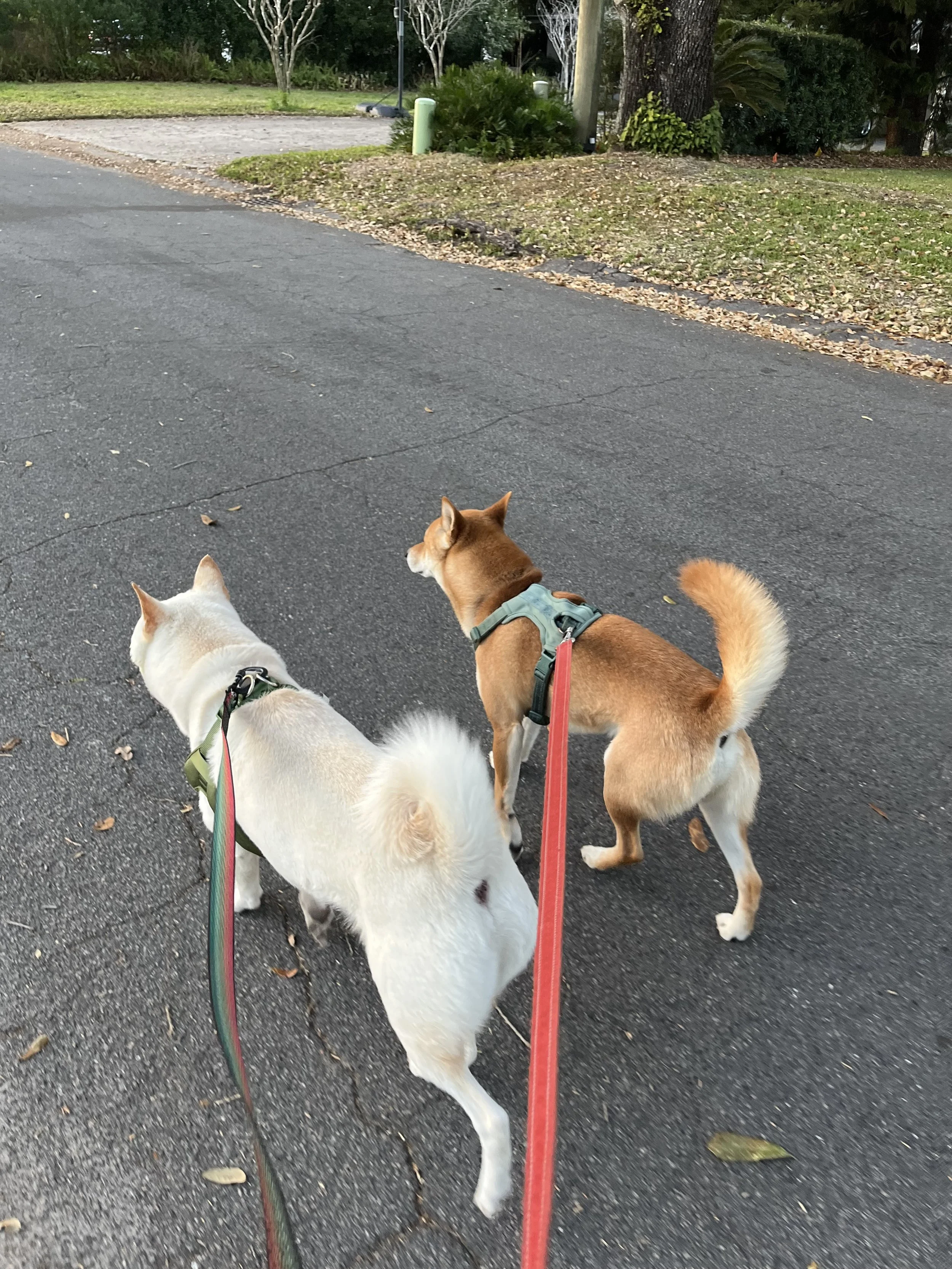 dog walker pet sitter winter park college park baldwin park orlando florida
