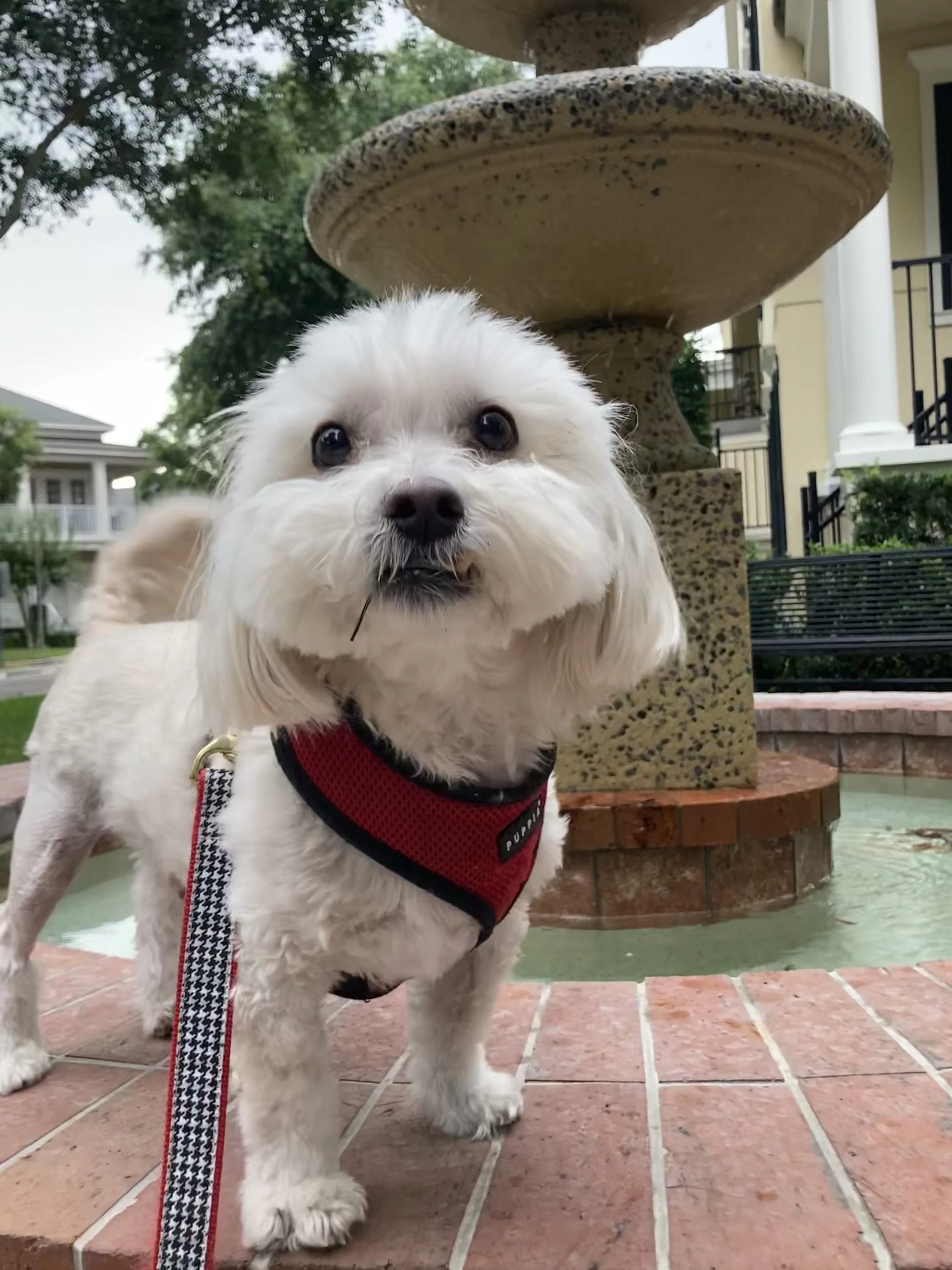 winter park pet sitter dog walker pet sitting best pet sitter college park baldwin park audubon park colonialtown orlando florida