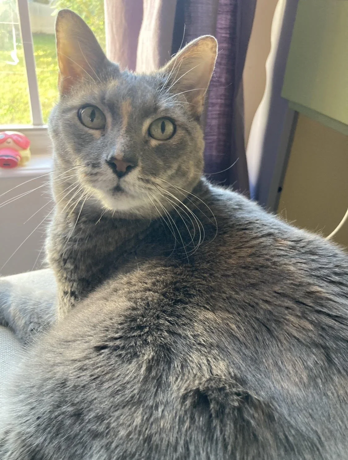 cat sitter pet sitter rabbit bunny sitter winter college park orlando florida park college 