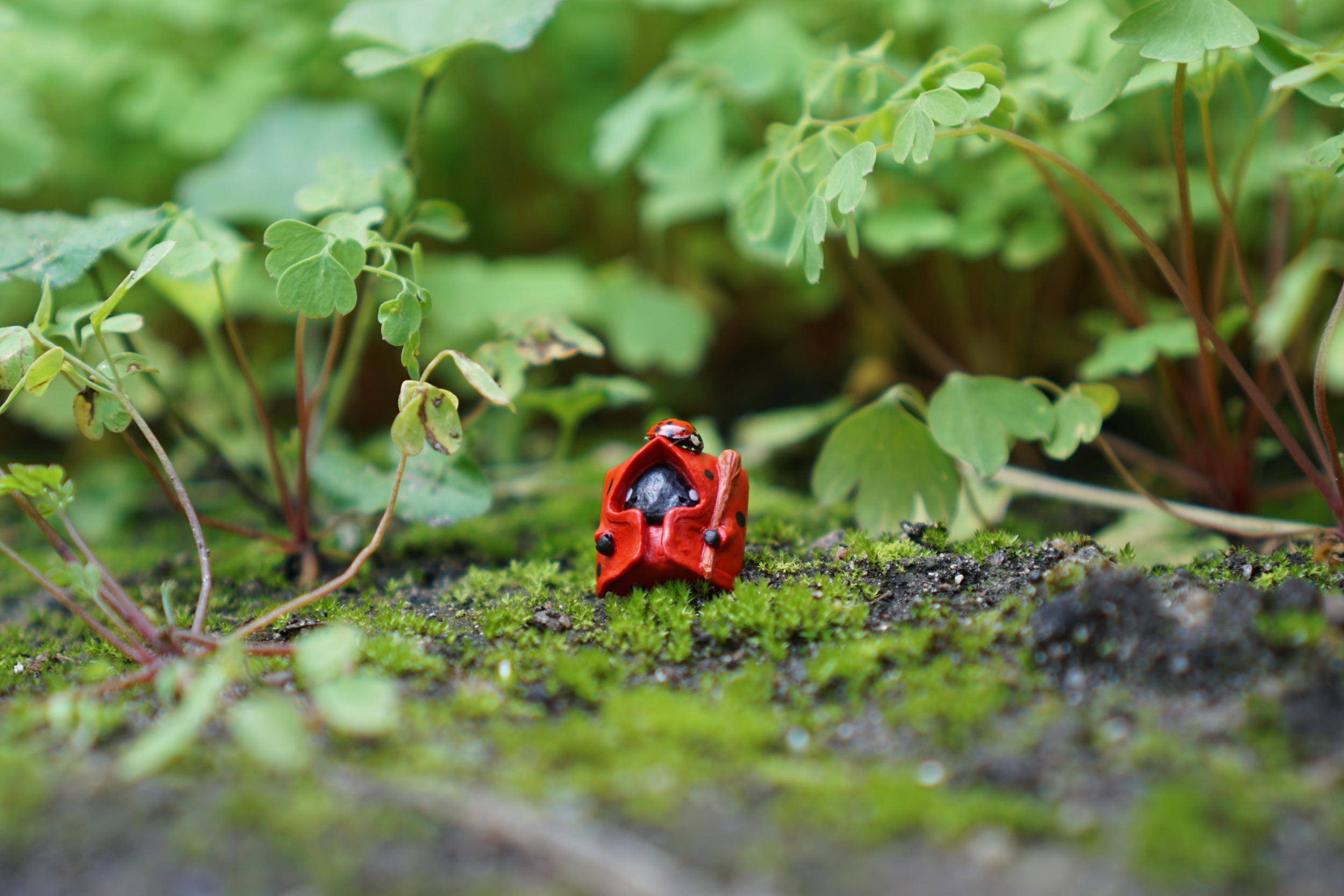 Ladybug Shepherd nologo.png