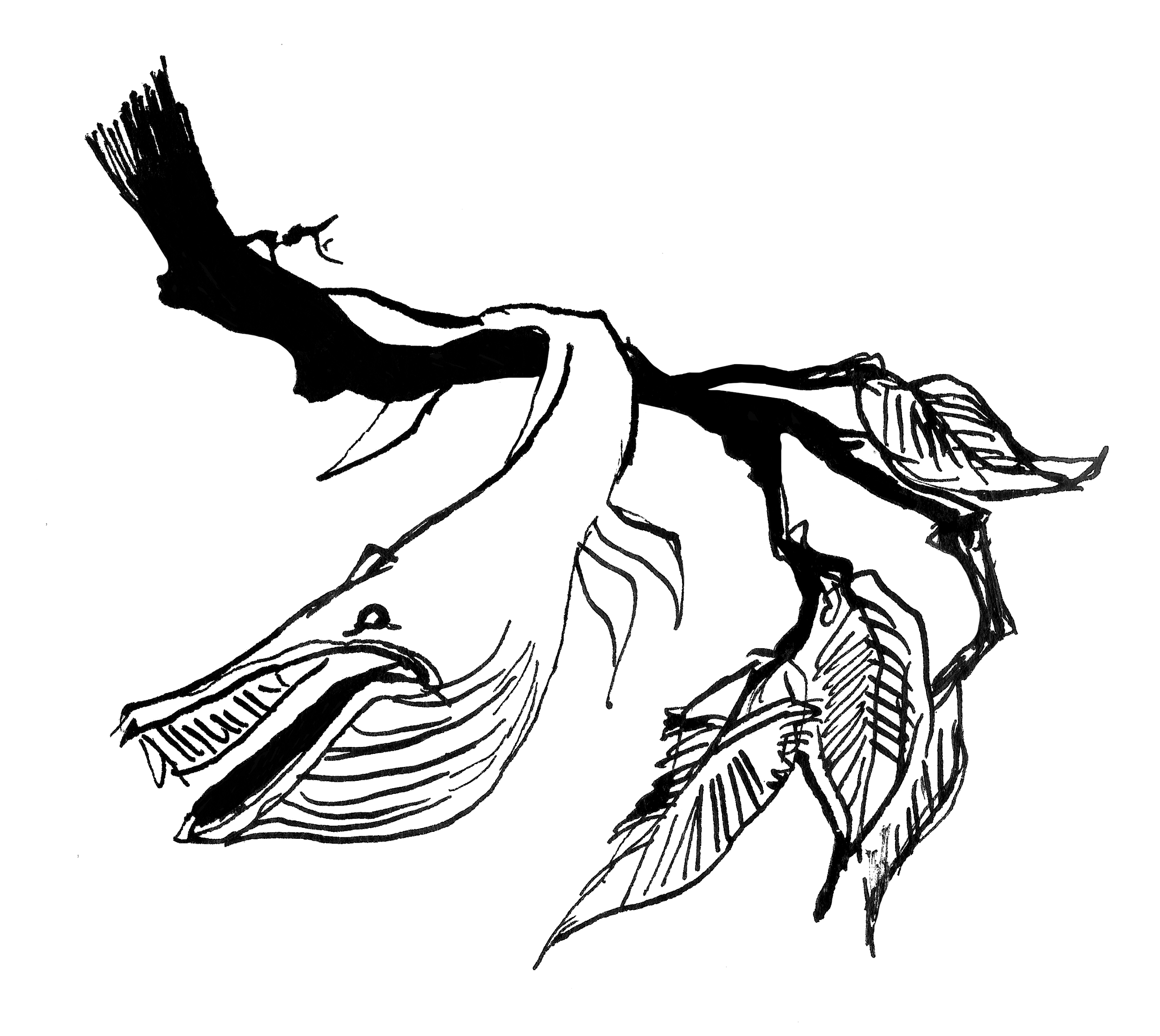 leaf whale 1.png