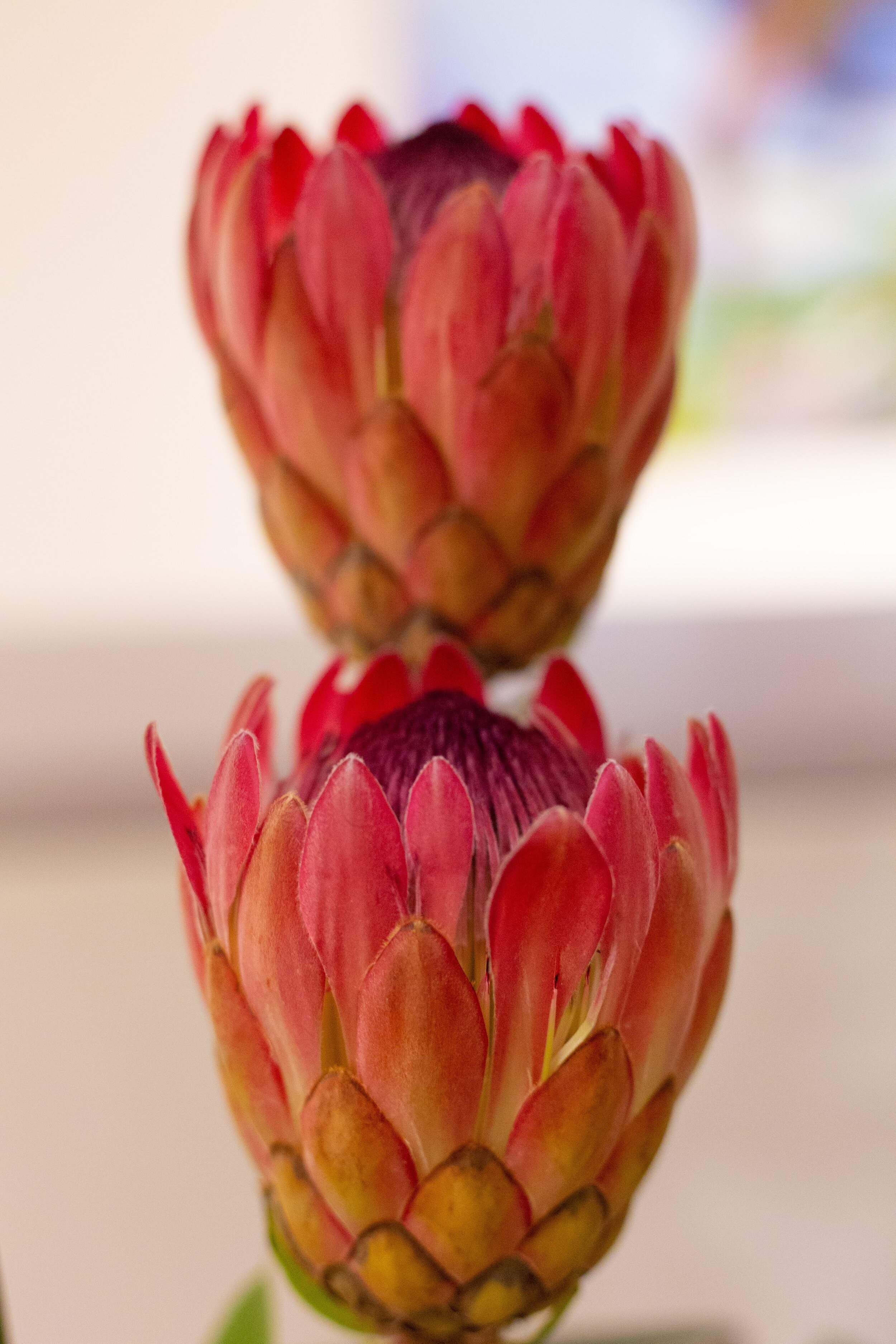Art In Bloom Public Tours