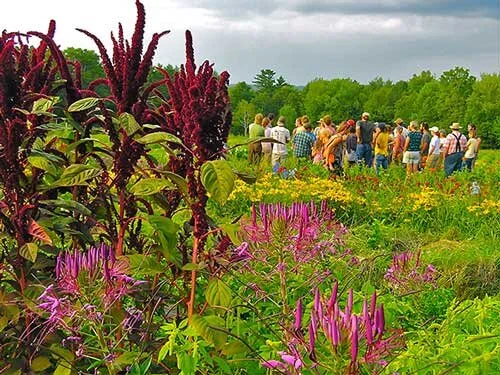MOFGA Workshop: Planning Your Organic Spring Flower Garden