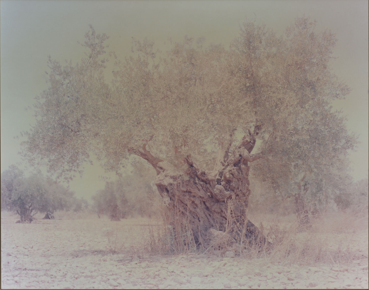 Personal and Collective Memory, "Ghost Olive #4" | Ori Gersht