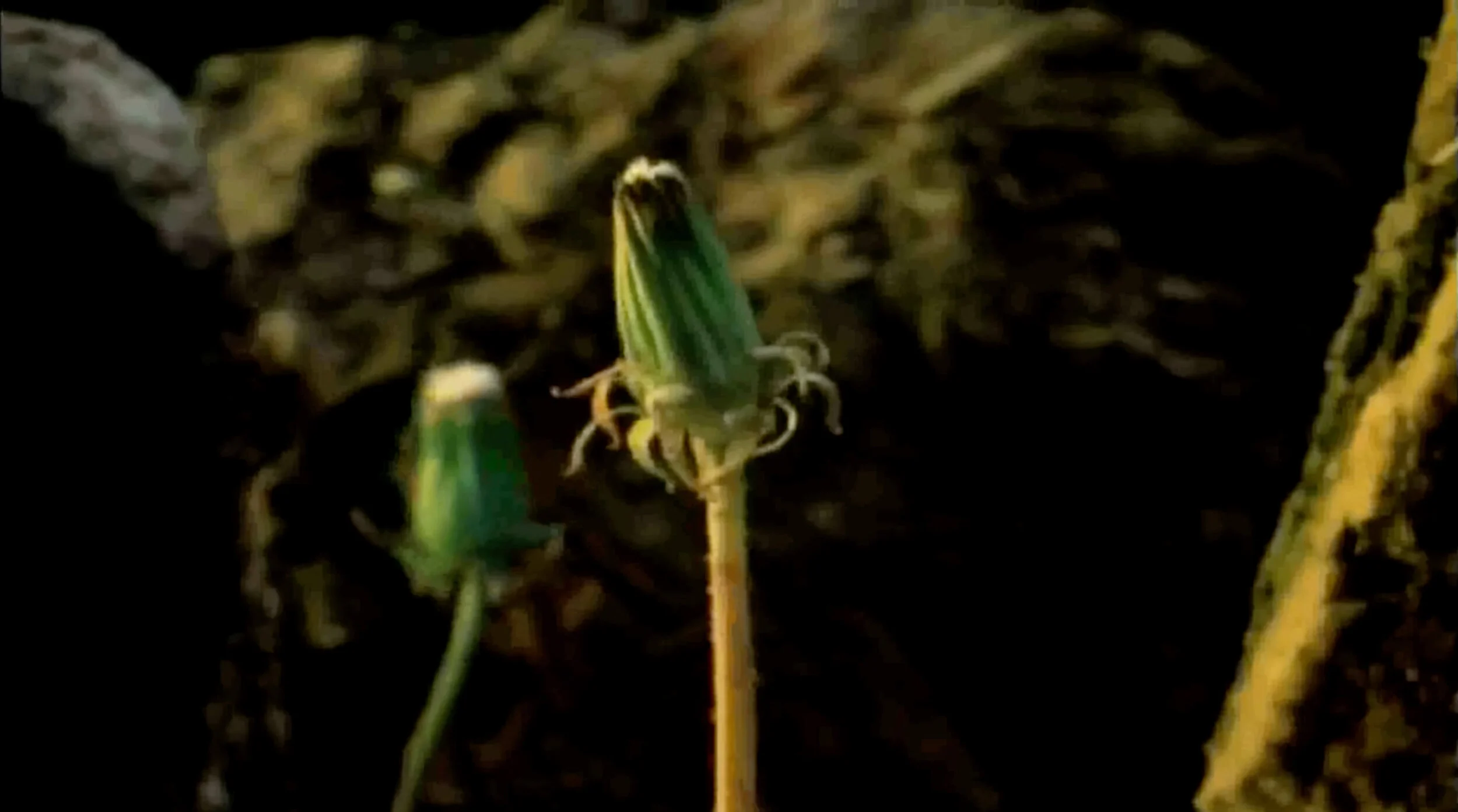 The Secret Life of Plants