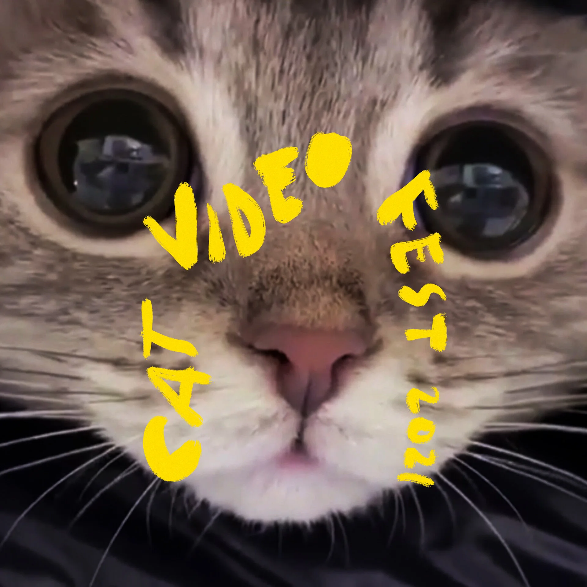 CatVideoFest 2021